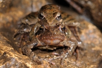 10094 Rana di latastei (Rana di Lataste)